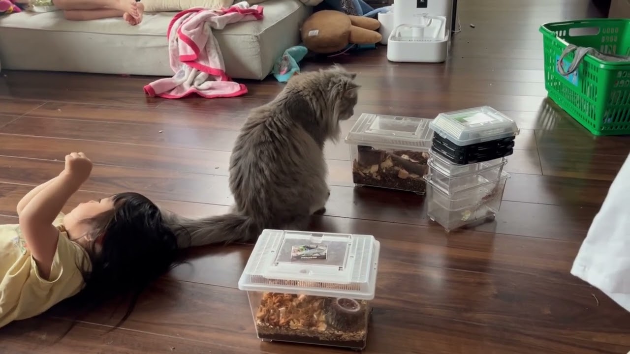 幼児の歌にコーラスする猫　　ラガマフィン