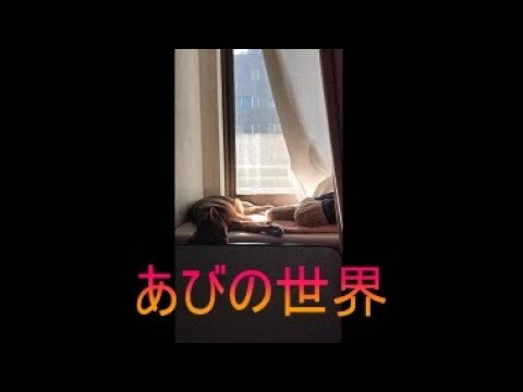 ネコ動画あび＃5195　あびの毎日　アビシニアン　あび