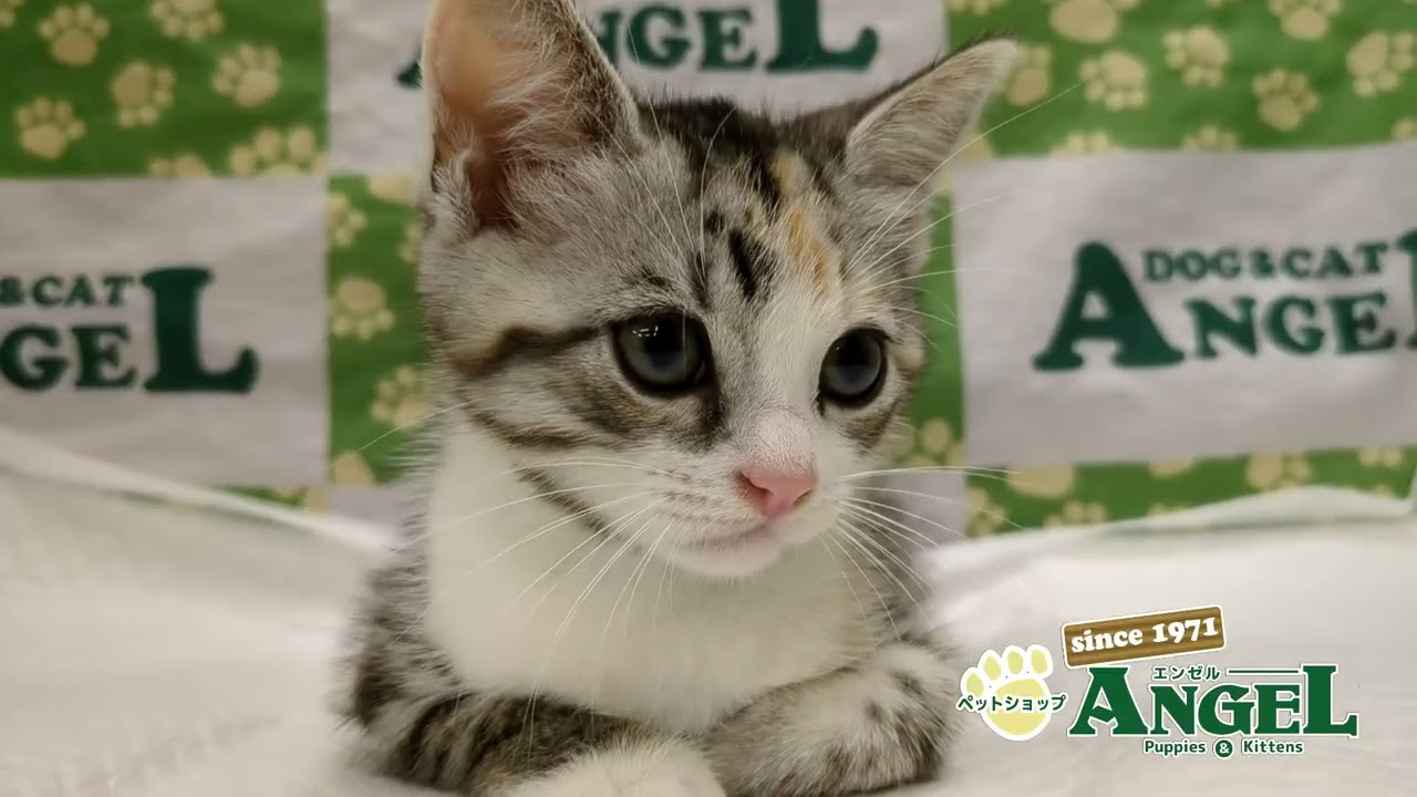 スコティッシュフォールド 2508022 【ペットショップエンゼル　子犬・子猫販売】