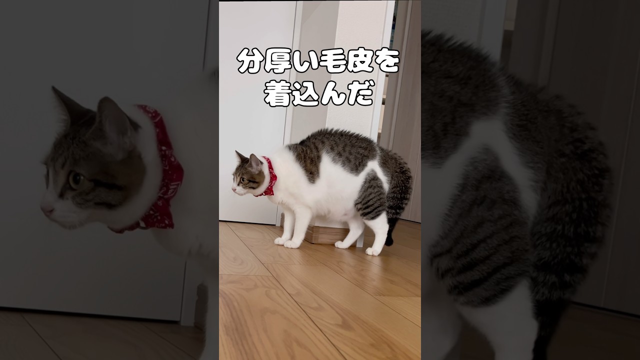 【保護猫】モコモコ動くぬいぐるみのような猫