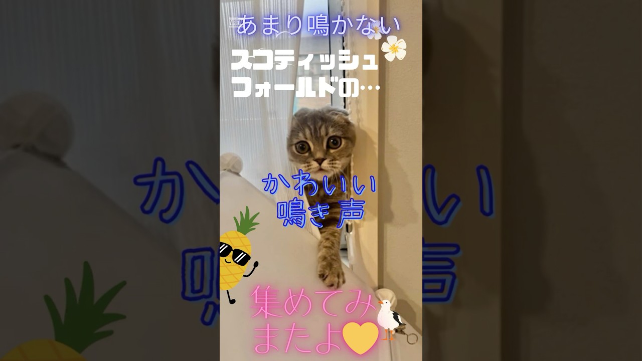 普段あまり鳴かない スコティッシュフォールドの 鳴き声 集めてみたよ☺ #cat