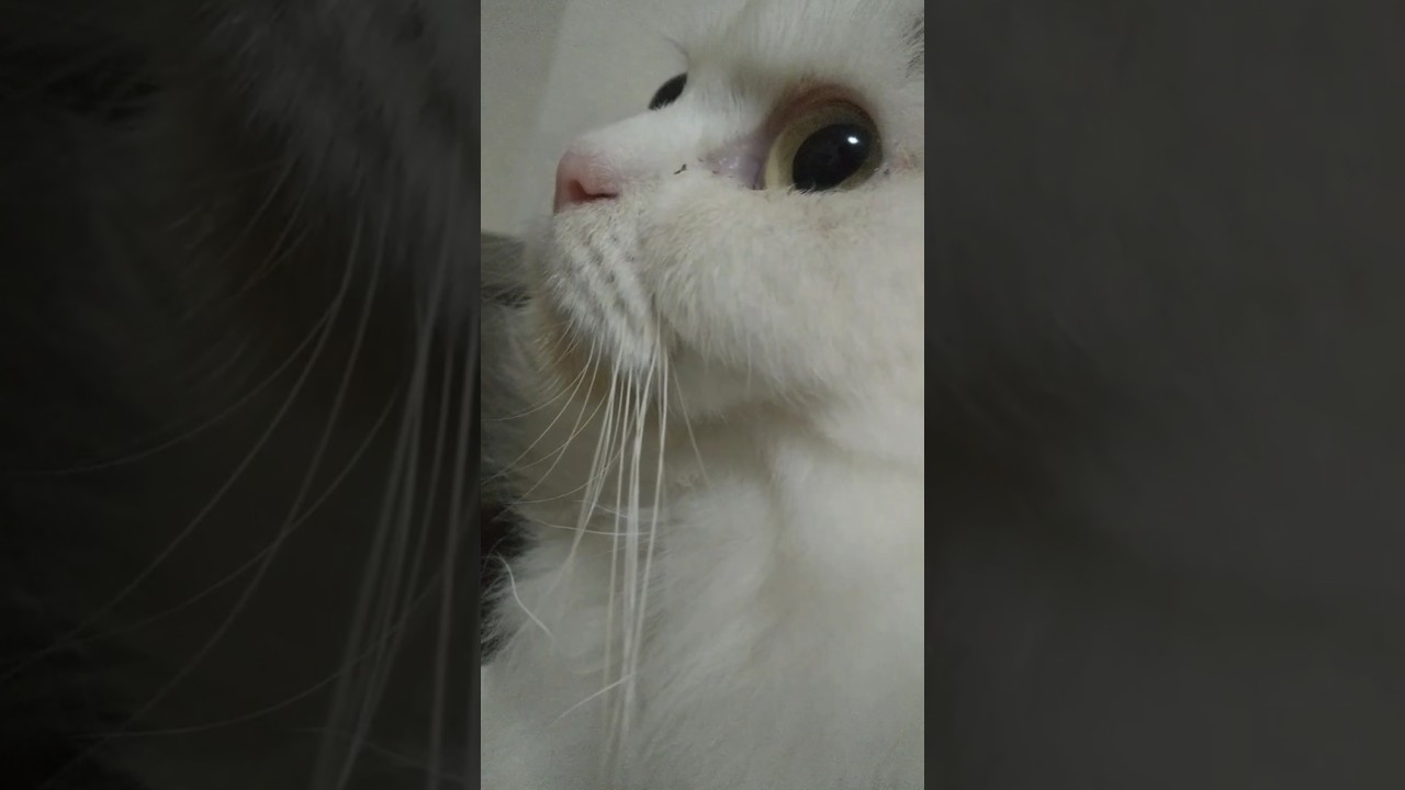 ラガマフィン8-12