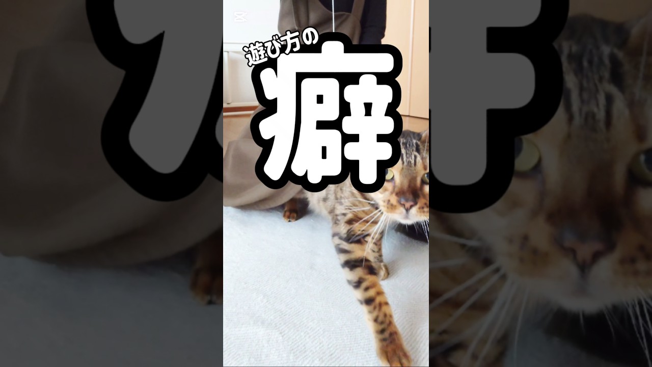 【遊び方の癖】 #ノンフィクションズ #猫 #Da_iCE #スカート猫 #猫動画 #猫のいる暮らし #ベンガル #cat #fyp #shorts #short