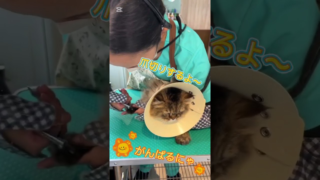 トリミングコースご利用☆ペルシャ　シエルちゃん #猫のいる暮らし #cat #長毛