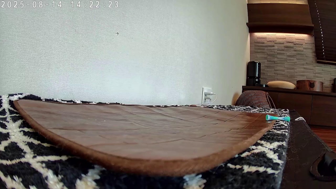 【LIVE Lei on the Hot Carpet】呼んだら来る猫レイちゃん | Lei the cat, who comes whenever she is called【シンガプーラ】