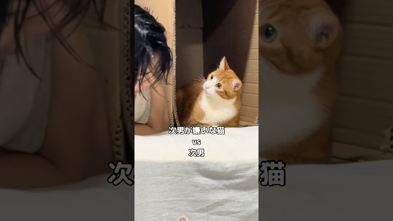 次男が嫌いな猫vs次男の攻防 #茶トラ #茶トラ猫 #shorts