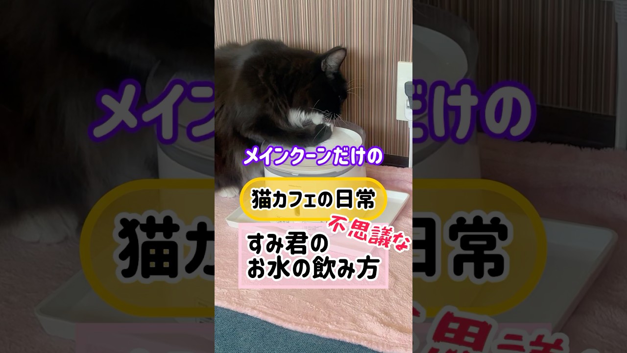 メインクーンだけの【猫カフェの日常】すみ君のお水の飲み方 #cat #cooncat #mainecat #もふもふ