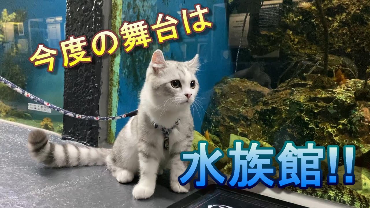 水族館で子猫が初めて魚に会った時の反応が可愛すぎる!!【アメリカンカール】