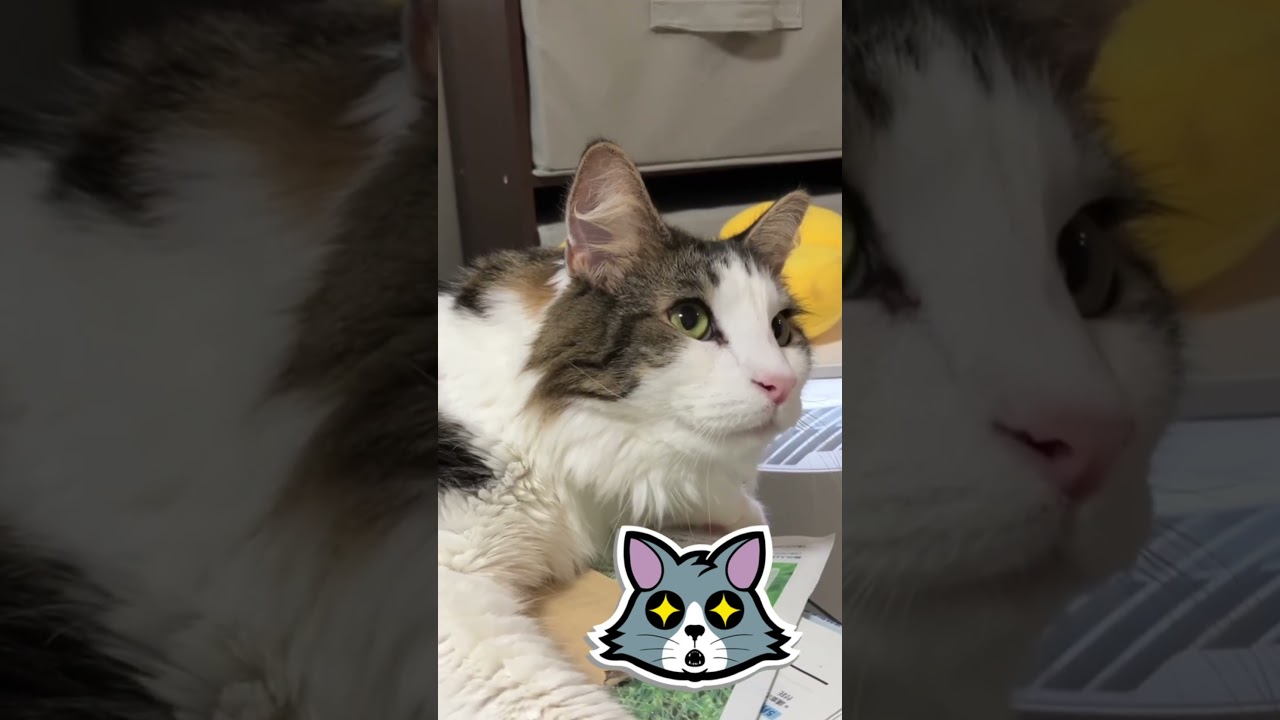 おしゃべり猫さん。おやすみ猫。#ノルウェージャンフォレストキャット #norwegianforestcat #猫好きさんと繋がりたい #猫のいる暮らし #meow