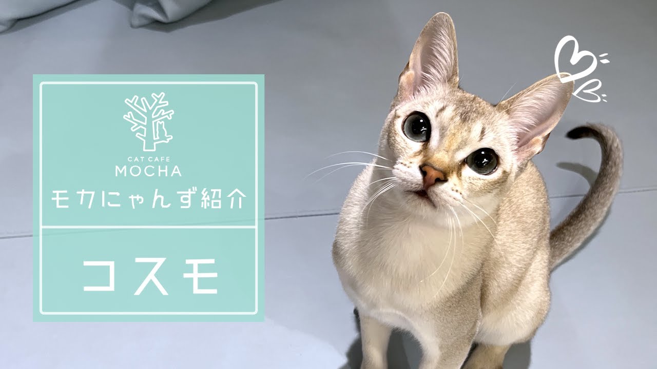 コスモ（シンガプーラ♂）吉祥寺店