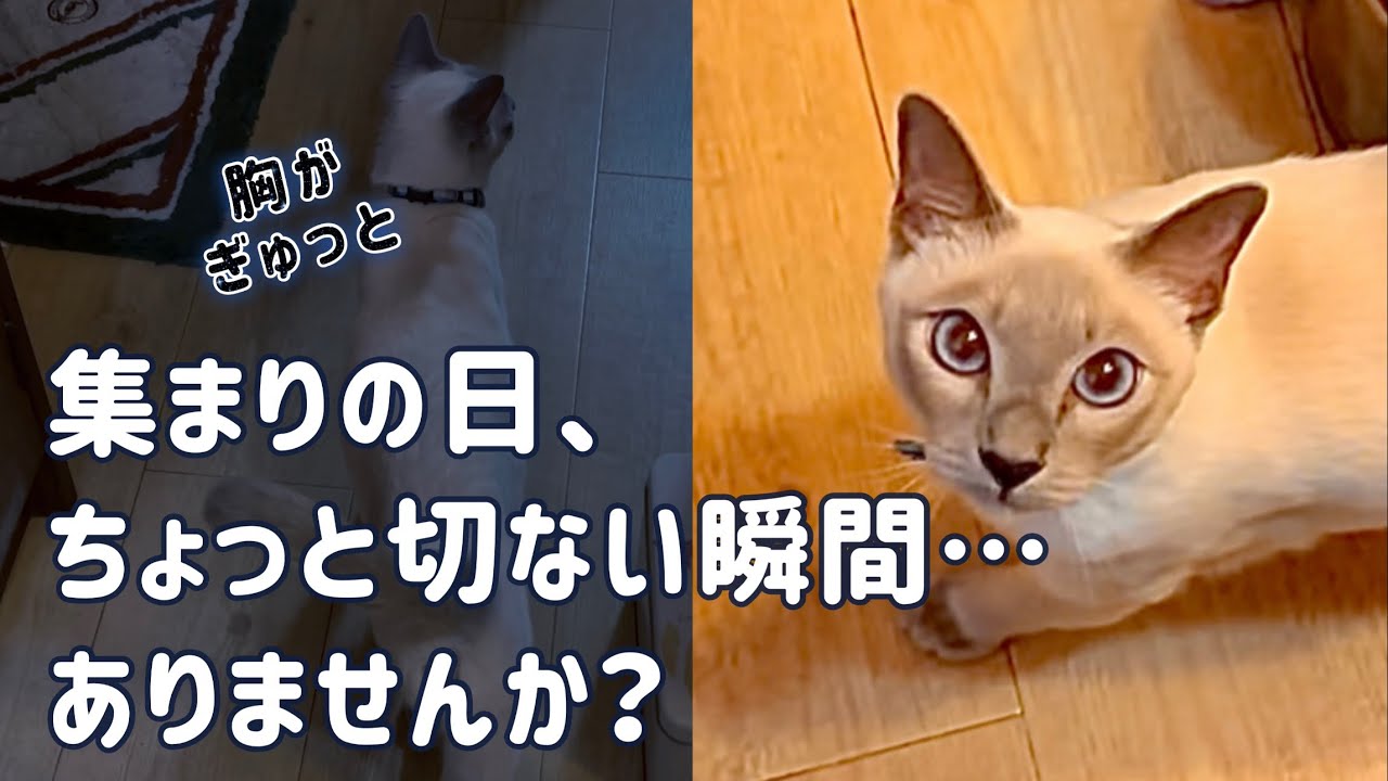 集まりの日、ちょっと切ない瞬間【猫・トンキニーズ】