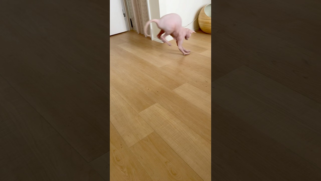 爪研ぎの破片で遊ぶ毛のない猫【スフィンクス】