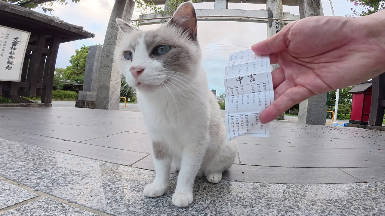 シャム猫ちゃんと一緒に長い階段を登って神社へ参拝に行く