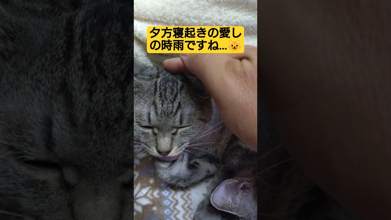 夕方寝起きの時雨【お手々ナメナメモード】#cat #猫のいる暮らし #猫のいる生活