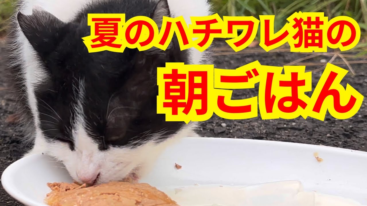 後から出て来たハチワレ猫ちゃんの朝ごはん