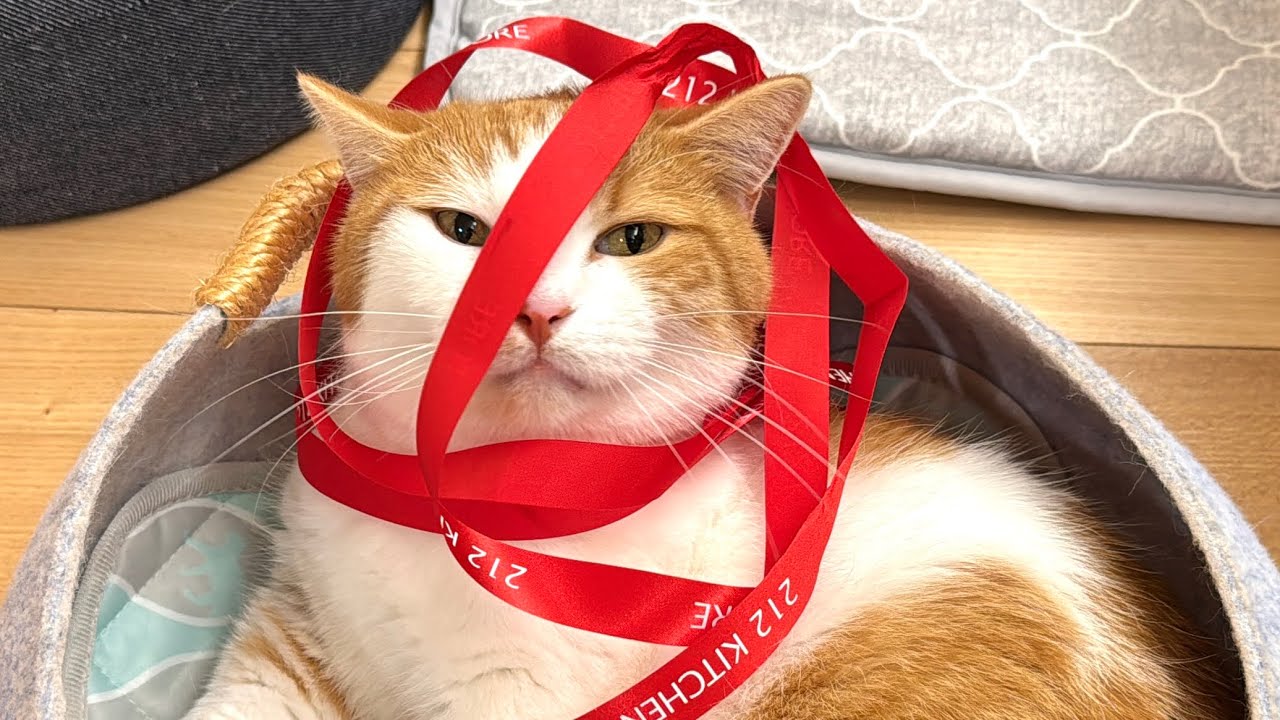 笑顔をくれる愛猫【短足マンチカン】