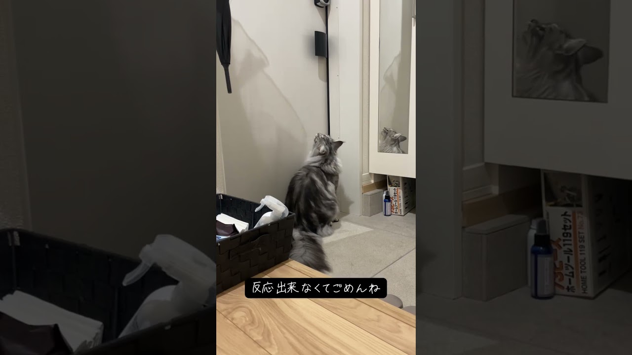 泣き虫メインクーン |  Maine Coon Crying to go Outside #メインクーン #cat #猫のいる暮らし #mainecoon #ラグドール #ラグドール