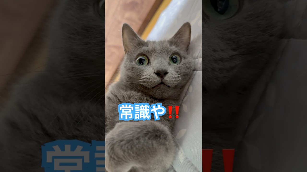 常識にゃ‼️ #猫 #ロシアンブルー #shorts