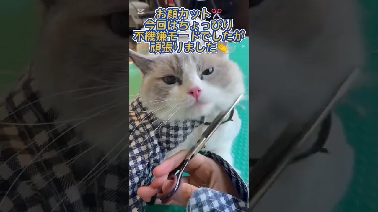 トリミングコースご利用☆ラグドール　パトラちゃん #cat #猫のいる暮らし  #長毛