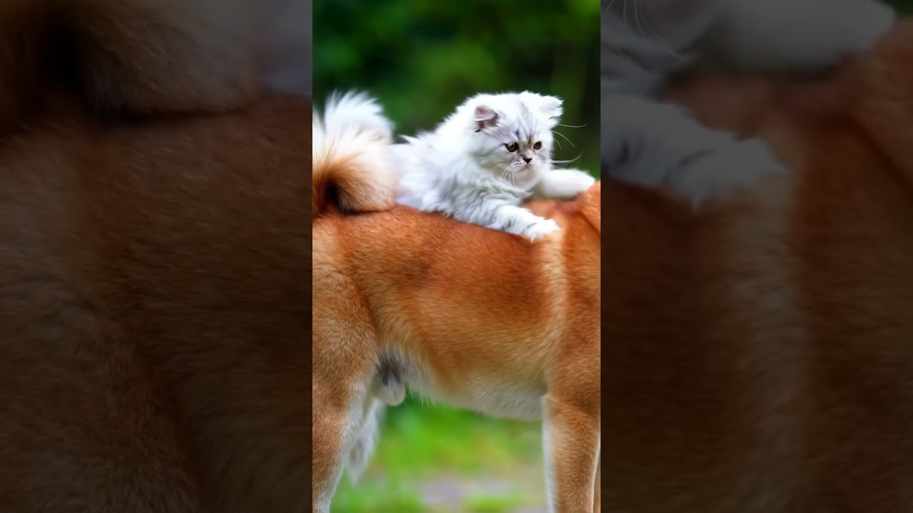 豆柴の背中にしがみつくペルシャ子猫が可愛すぎる♡【Persian Kitten Clinging to a Mameshiba】