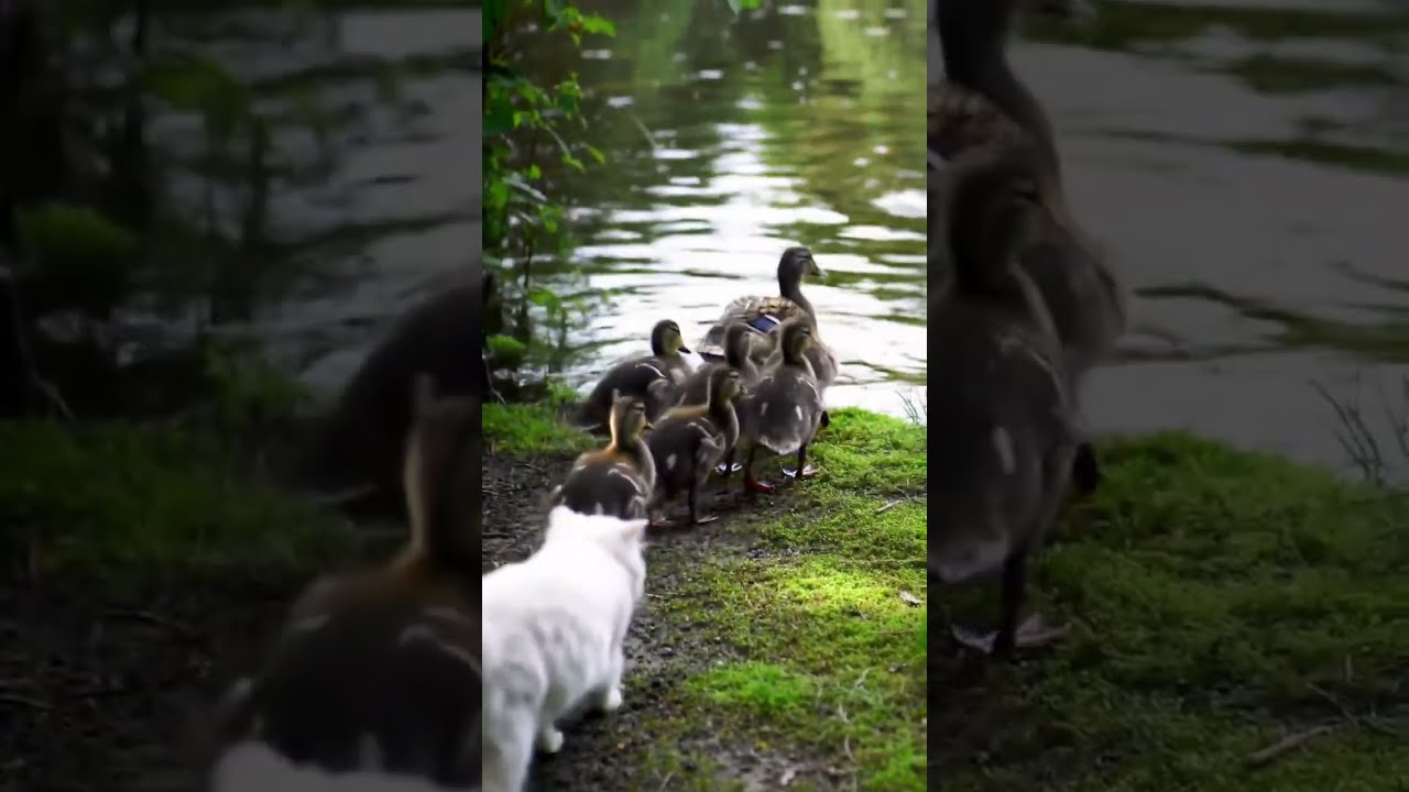 カモの親子について歩く白いペルシャ子猫♡ 池の前で現実を知る瞬間【White Persian Kitten Walking with Ducks】