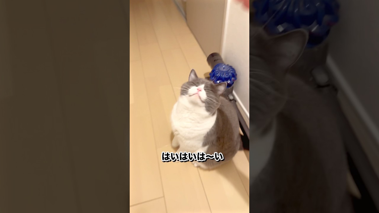 べべべベイビ#お出迎え猫 #猫 #ブリティッシュショートヘア