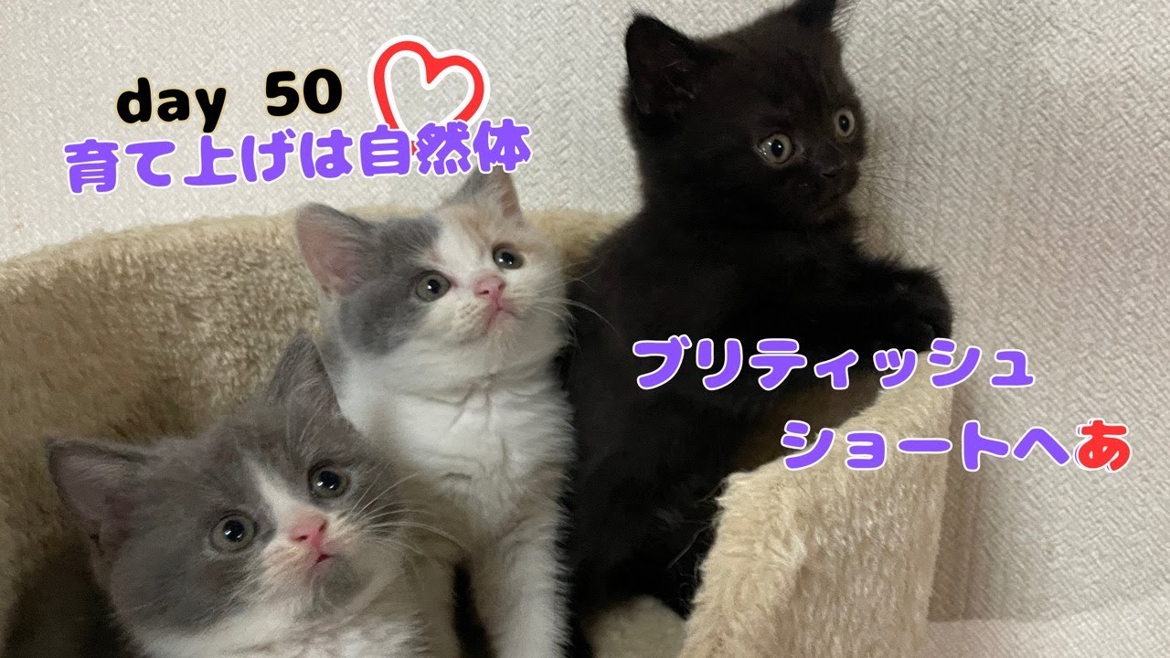 かぁーいい子猫【ブリティッシュショートヘア】生後50日