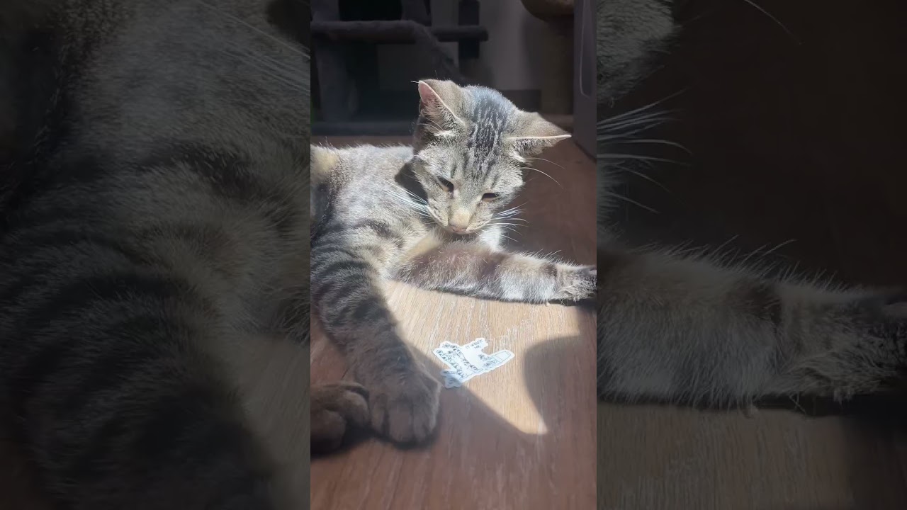 Sunbathing in Denial Mason’s “It Wasn’t Me” Moment ☀️😹 #catsoftiktok #disabledcat #manxsyndrome