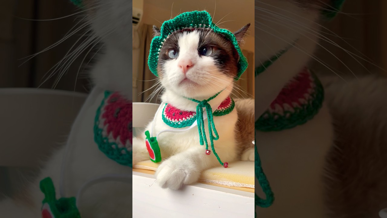 この子連れて帰っちゃおうかなと #shorts #cat #ねこ動画 #猫のいる暮らし
