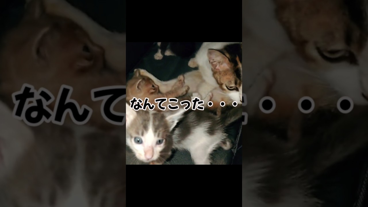 なんてこった⋯野良猫に隠れて餌やりを続けていたら #保護猫