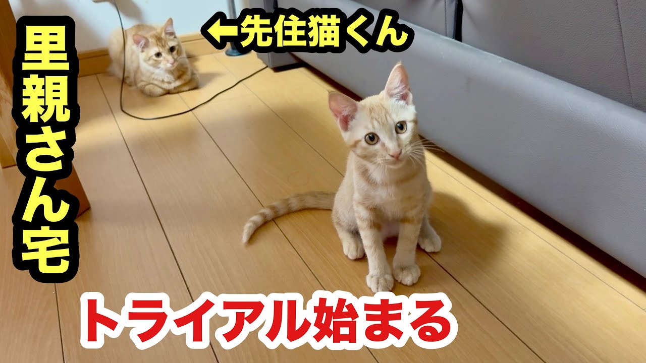 保護子猫を里親さん宅へ見送りにいくとこうなりました