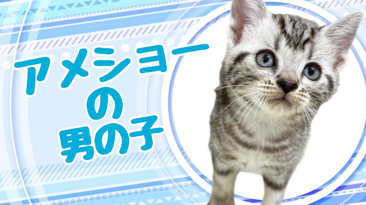 アメリカンショートヘアの子猫　（中之島）
