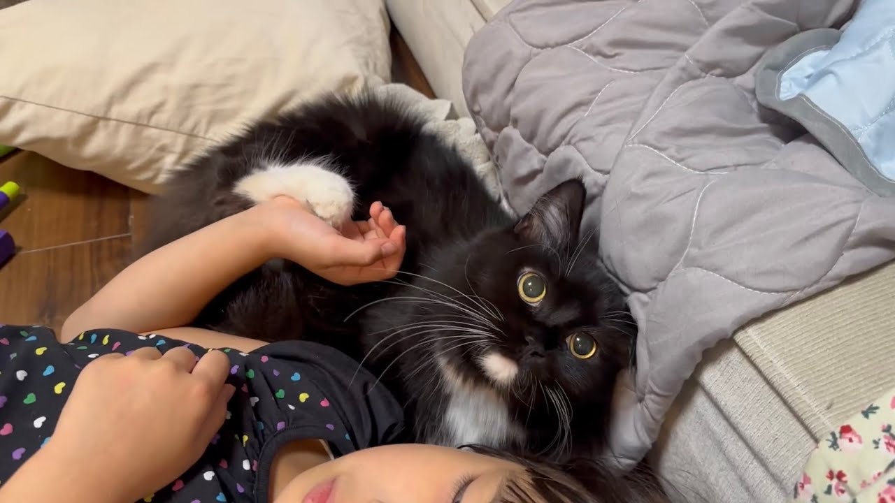 皆んなに甘える猫　ラガマフィンA cat that is affectionate with everyone. Ragamuffin