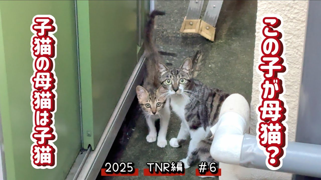 【保護猫】子猫かと思いました　2025年TNR編＃6