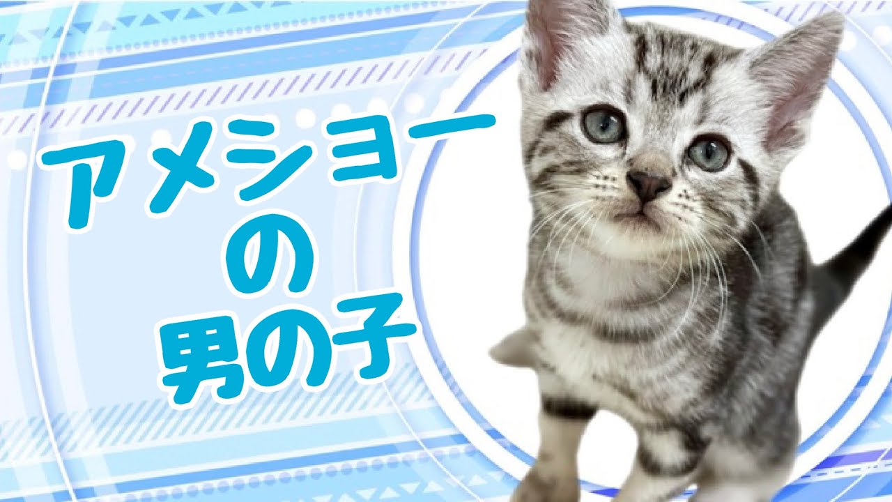 アメリカンショートヘアの子猫　（平野瓜破）