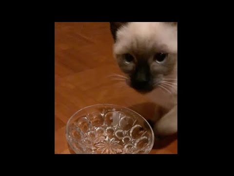 【シャム猫】初めてのマグロに感動してソワソワしちゃう子猫 / A kitten impressed by the first tuna.