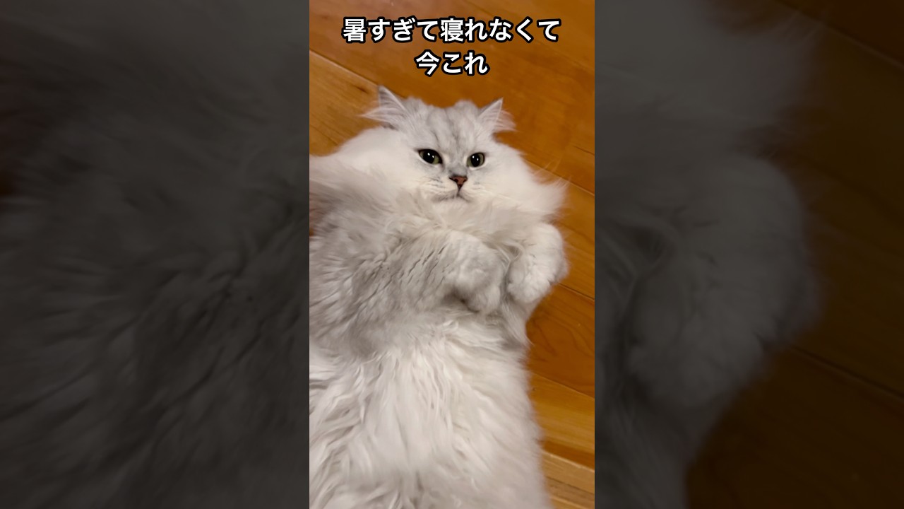 流行ってたやつに見えた#ペルシャ#チンチラ#猫#ねこ #猫のいる暮らし #癒し #いやし#cat  #ふわふわ #野良猫 #キジトラ
