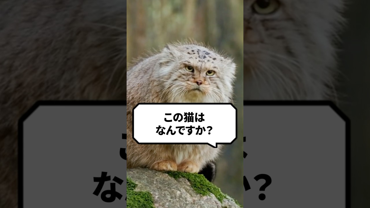 Q：この猫はなんですか？ #猫 #マヌルネコ #ねこ #ネコ