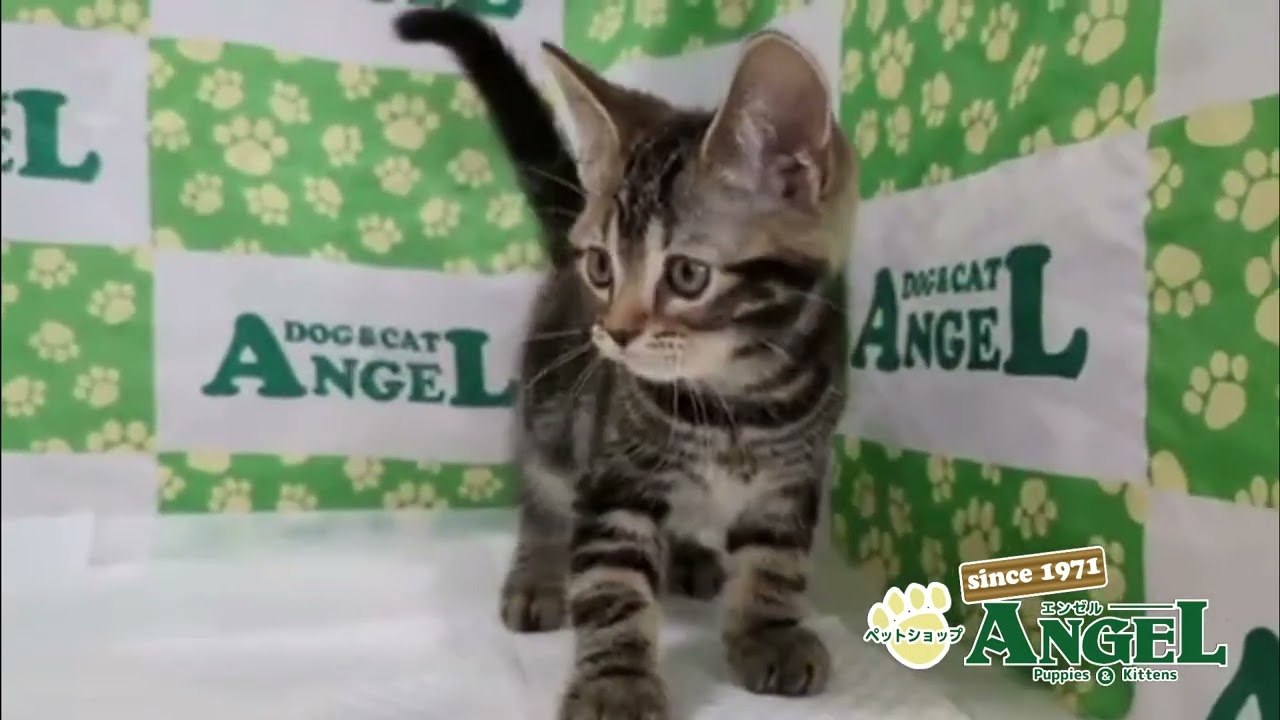 アメリカンショートヘアー 2508065 【ペットショップエンゼル　子犬・子猫販売】