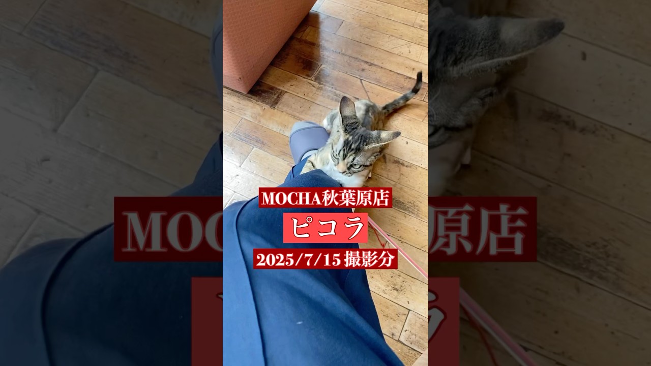 🐱 ピコラ 🐱　(デボンレックス ♂)　猫カフェMOCHA秋葉原店　2025/7/15 撮影分　#cat  #ねこ #日替わり猫カフェにゃんこ