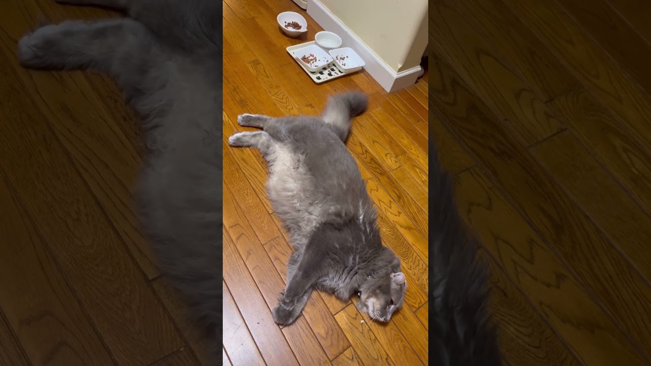 食べたいなー #ねこ動画 #アメリカンカール #ねこのきもち