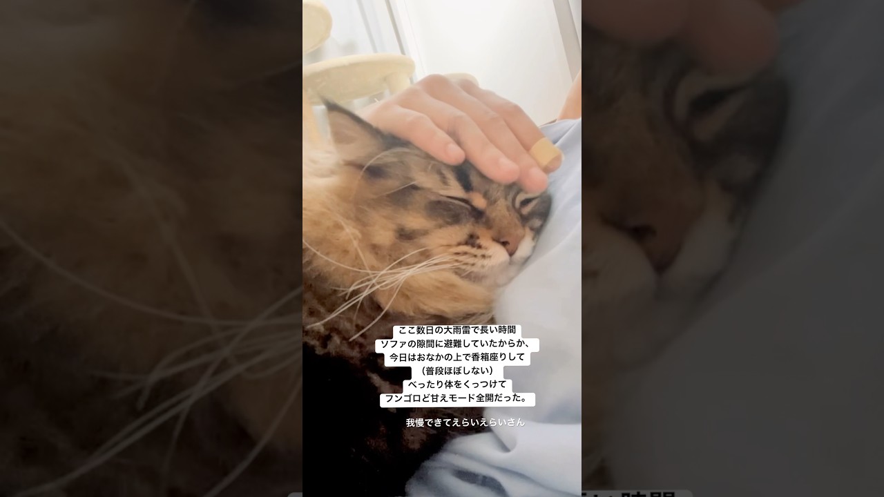 ド甘え全開ネコちゃん #サイベリアン #猫 #cat