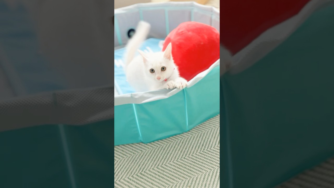 保護子猫ぴよちゃん26（ヤンチャぴよちゃん） #猫 #cat #kitten #子猫のいる暮らし #子ネコ #子猫 #白猫 #保護猫