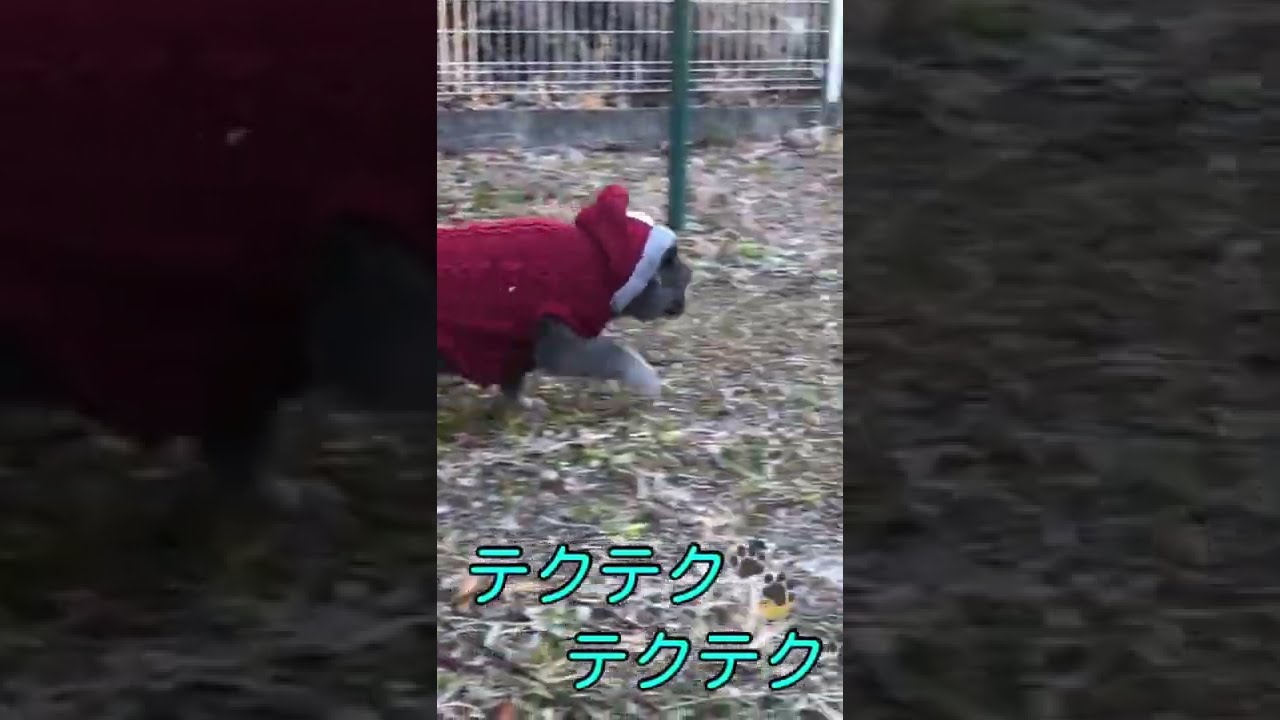 散歩切抜き #猫 #ブリティッシュショートヘア #shorts