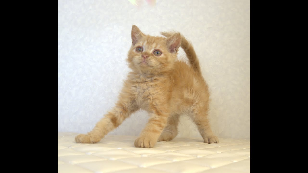 セルカークレックス子猫　Selkirk Rex　2025.5.28産まれ　レッドタビー　巻き毛　セミロング　男の子　シーダキャット猫のお店