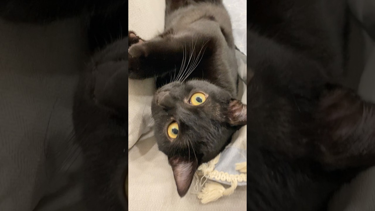 ハイな黒猫　#ボンベイ #子猫 #cat #bombay #猫 #猫のいる暮らし #猫のいる生活 #ねこ動画