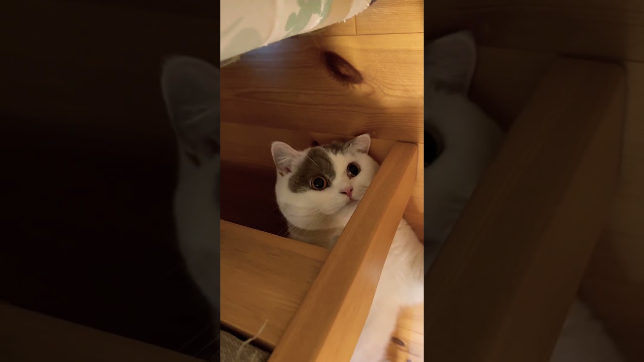 #shorts 激盛れぱお