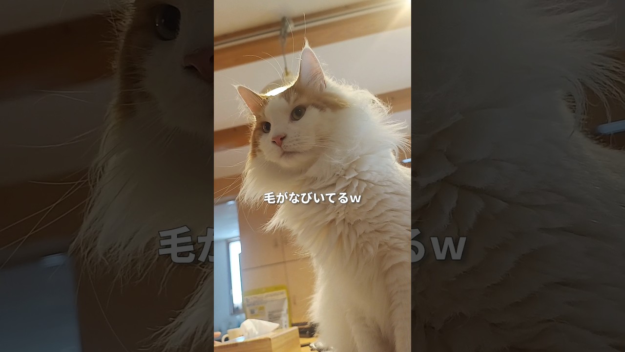 メインクーンが居る朝 #メインクーン #猫 #猫のいる暮らし#cat #mainecoon #catlover​  #catshorts​ #cute​ #cutecat​ #fyp​