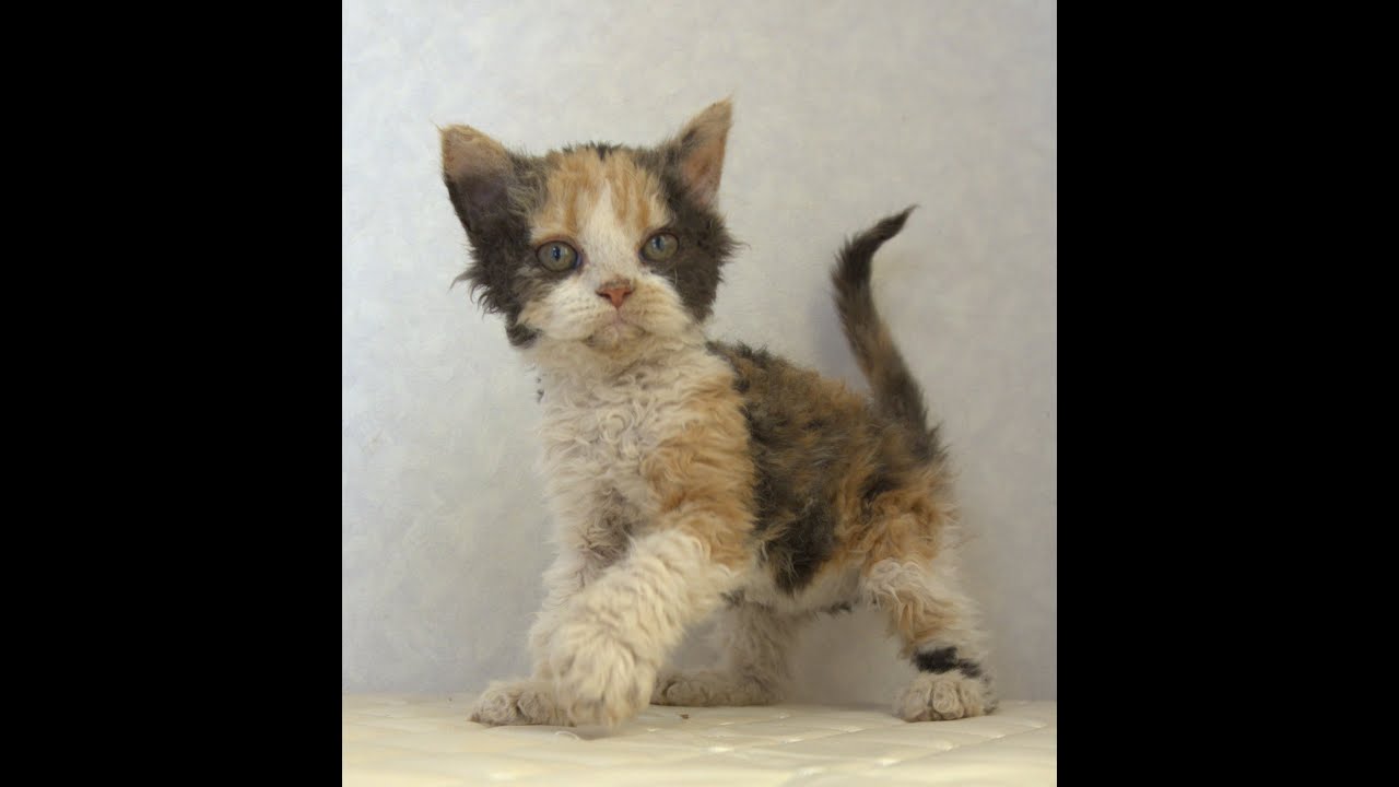 セルカークレックス子猫　Selkirk Rex　2025.5.28産まれ　キャリコ　三毛猫　巻き毛　女の子　シーダキャット猫のお店