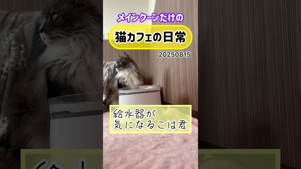 メインクーンだけの【猫カフェの日常】#cat #cooncat #mainecat #もふもふ